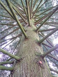 Low angle view of tree in forest