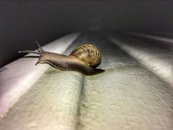 Close-up of snail at night