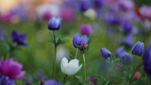 Tulips blooming on field