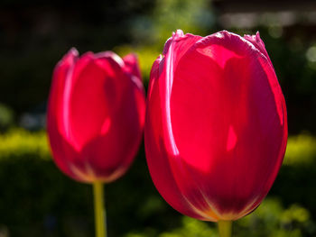 Close-up of pink tulips