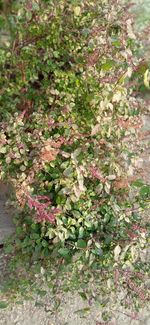 High angle view of flowering plant