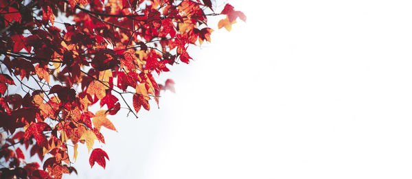 Low angle view of maple tree against clear sky