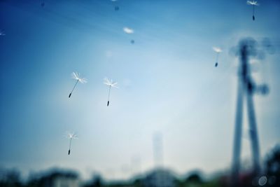 Low angle view of airplane flying in sky