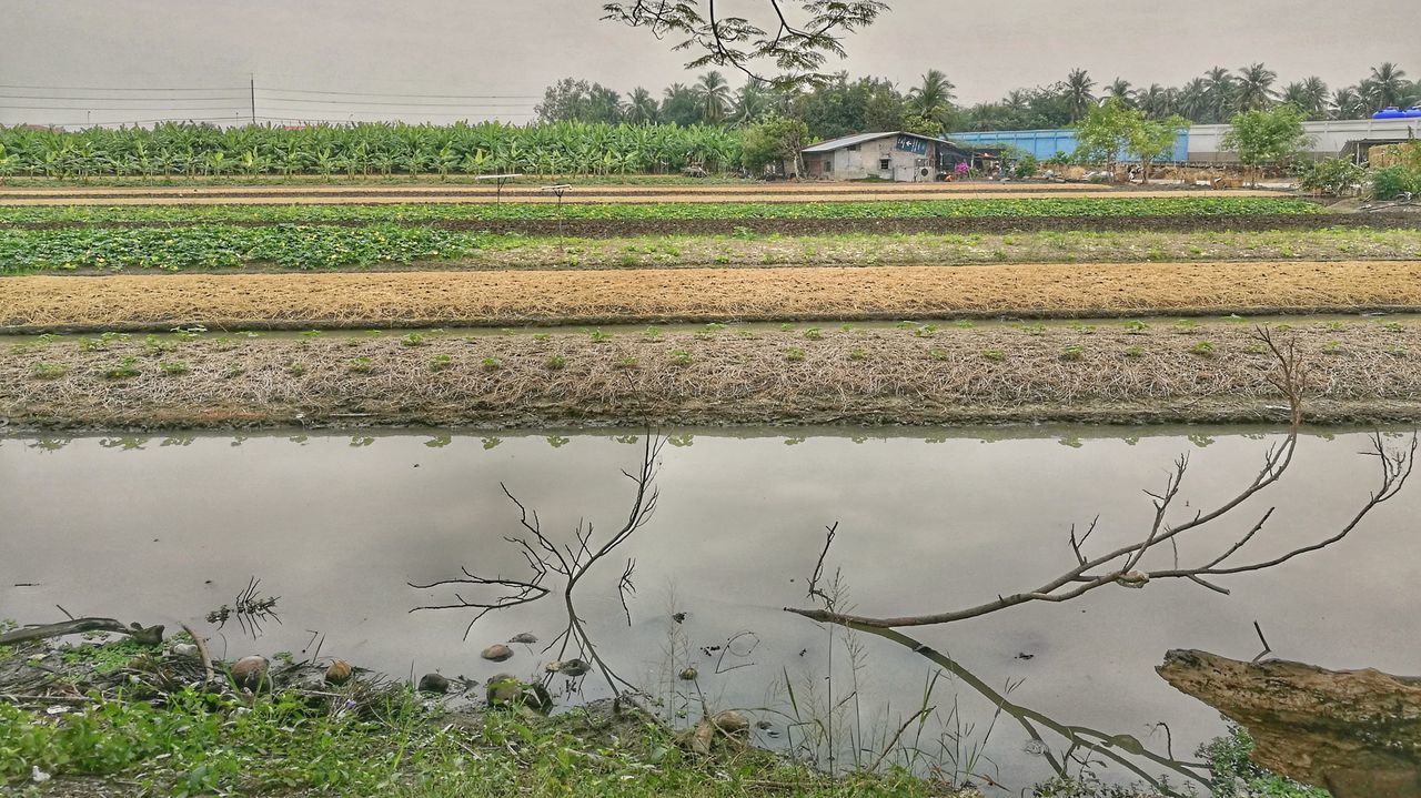 water, reflection, nature, agriculture, sky, tree, outdoors, day, beauty in nature, no people, growth, mud, rice paddy