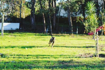 Horse in a field