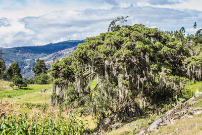 Scenic view of field against cloudy sky