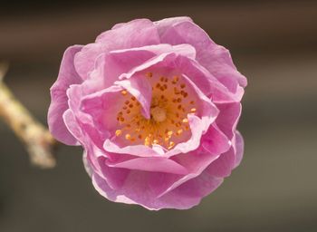 Close-up of pink rose