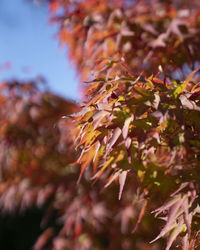 Close-up of flowering plant during autumn