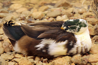 Close-up of a bird