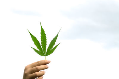 Close-up of hand holding marijuana against white background