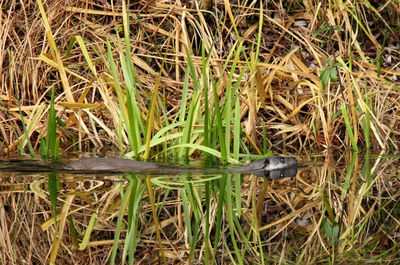 Plants growing in lake