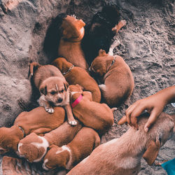 High angle view of dogs relaxing on hand