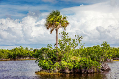 Trees by river against sky