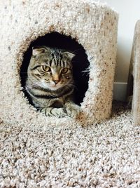 Portrait of cat sitting