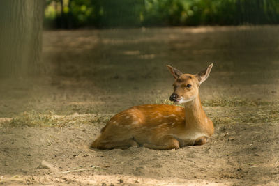 Portrait of lion sitting on land