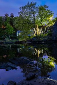 Reflection of trees in calm lake