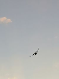 Low angle view of a bird flying