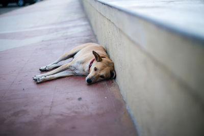 Dog resting on sidewalk