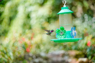 Close-up of bird perching on feeder