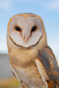 Close-up portrait of a owl