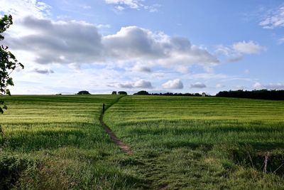 Scenic view of agricultural field against sky
