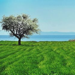 Scenic view of landscape against blue sky