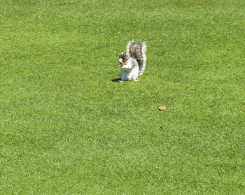 Squirrel eating food on the green grass