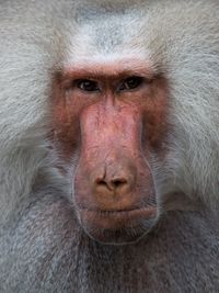 Close-up portrait of monkey