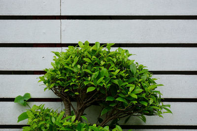 Close-up of potted plant against wall