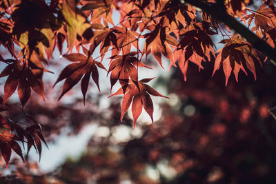 Close-up of maple leaves on branch