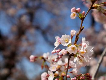 Close-up of sakura in spring