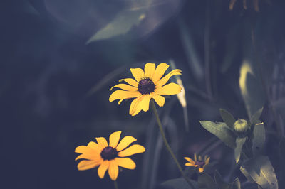 Close-up of yellow cosmos flowers blooming outdoors