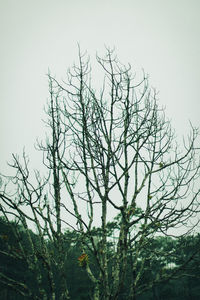 Bird on branch of tree against sky