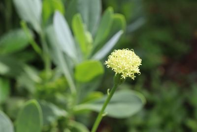 plant