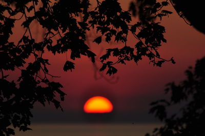 Close-up of silhouette tree against orange sky