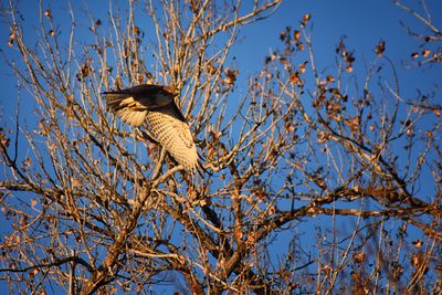 Low angle view of bird perching on branch against blue sky