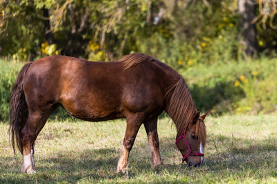 Brown horse grazes of an autumn forest background