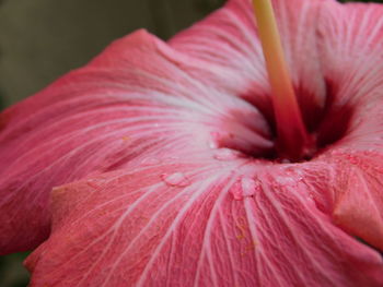 Close-up of pink hibiscus flower