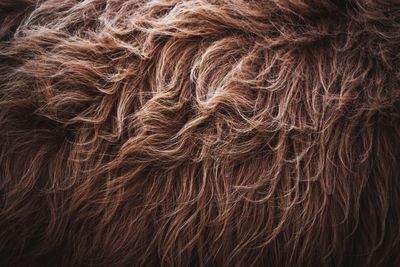 Full frame shot of an animal