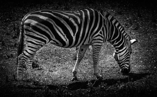 View of zebra grazing on field
