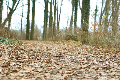 Close-up of trees in forest