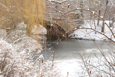 Bare trees in lake during winter