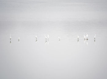 Flamingoes in lake