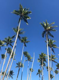 Low angle view of palm trees against clear blue sky