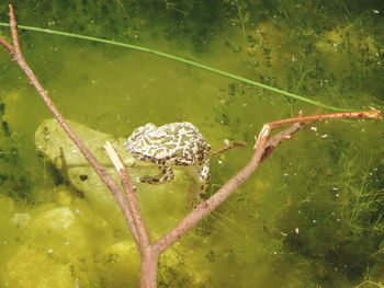 High angle view of frog floating on lake