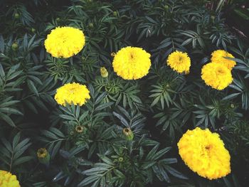 High angle view of yellow flowers