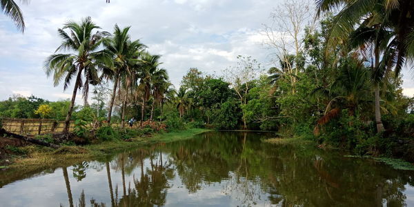 Scenic view of palm trees by lake against sky