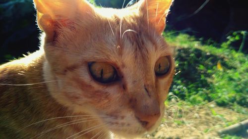 Close-up portrait of cat