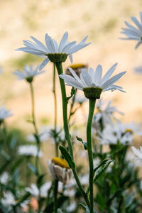 Close-up of white flowering plant on field