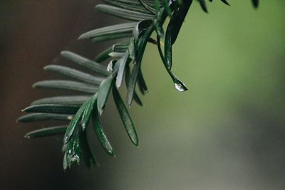 Close-up of fresh green plant